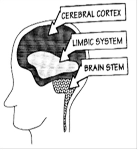 Sections of the human brain, as they relate to the trauma response